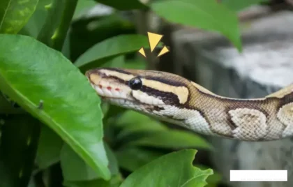 mencegah ular masuk rumah