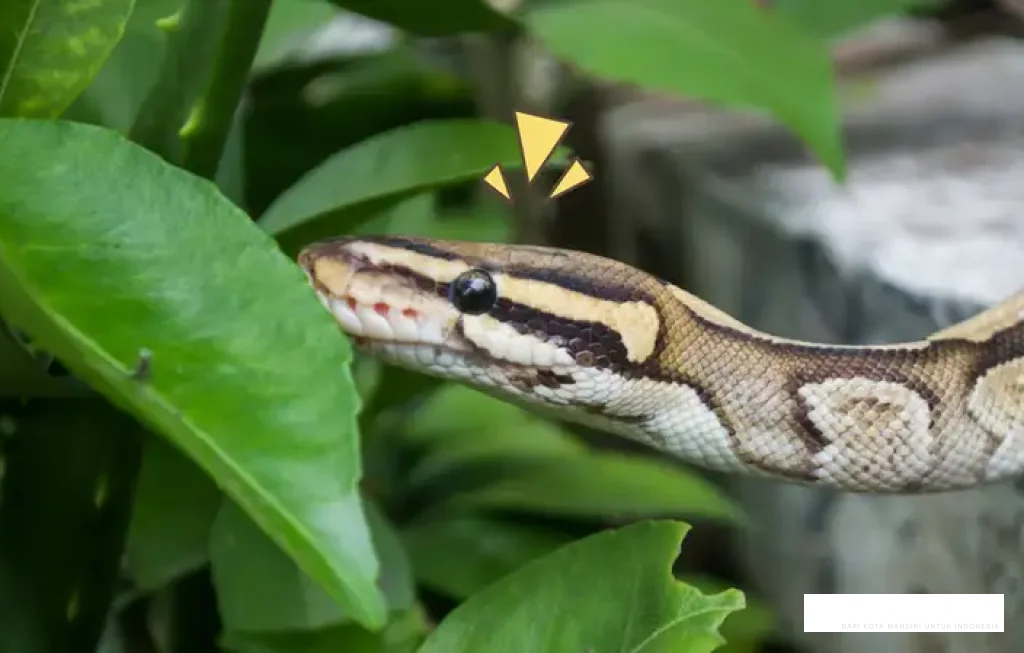 mencegah ular masuk rumah