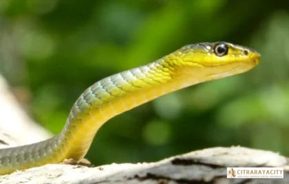 persembunyian ular di rumah