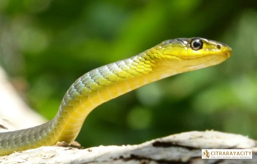 persembunyian ular di rumah