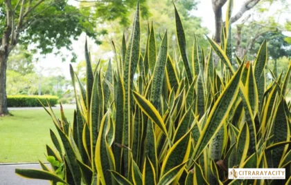 tanaman pengusir ular