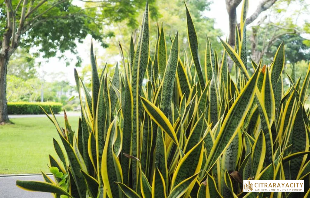 tanaman pengusir ular